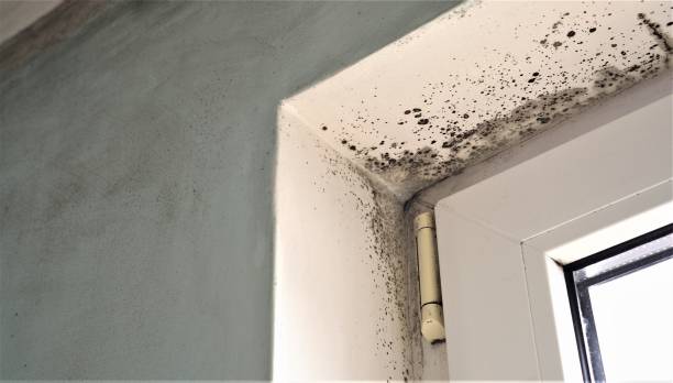 Best Crawl Space Mold Remediation  in Finderne, NJ
