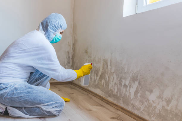 Best Mold Removal for HVAC Installations  in Finderne, NJ