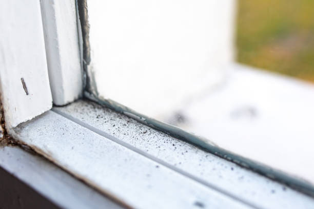 Best Forensic Mold Investigation  in Finderne, NJ