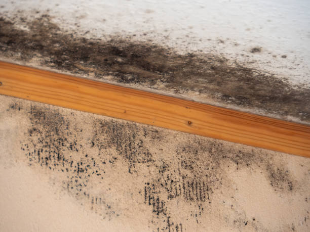 Best Asbestos and Lead Testing During Mold Inspection  in Finderne, NJ