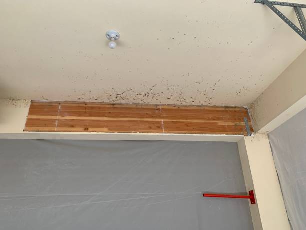 Best Comprehensive Air Testing for Mold Contaminants  in Finderne, NJ