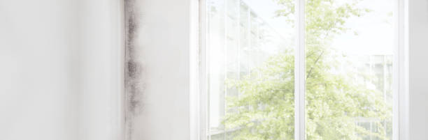 Finderne, NJ Mold Removal Company