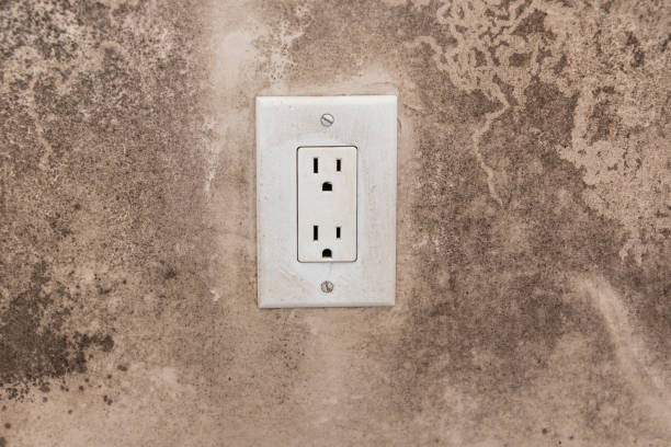 Best Mold Damage Restoration  in Finderne, NJ