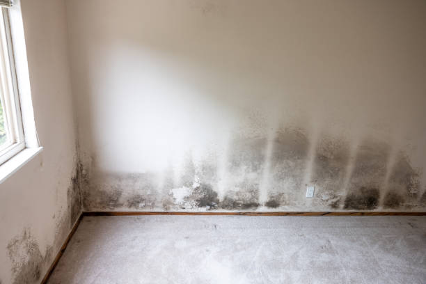 Best Industrial Mold Remediation  in Finderne, NJ