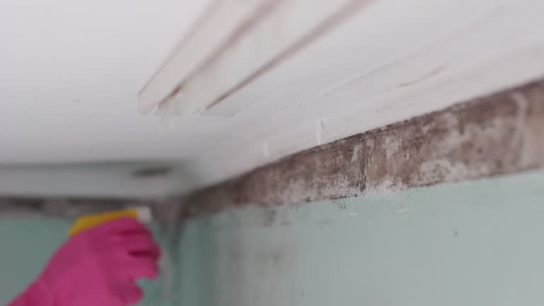 Best Airborne Mold Testing  in Finderne, NJ