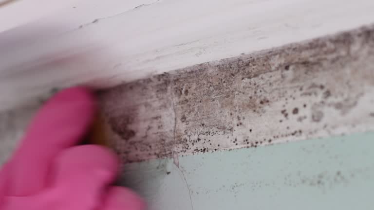 Best Biohazard Mold Removal  in Finderne, NJ